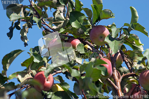 Image of Red apples