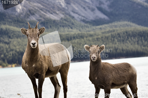 Image of Rocky Mountain Sheep