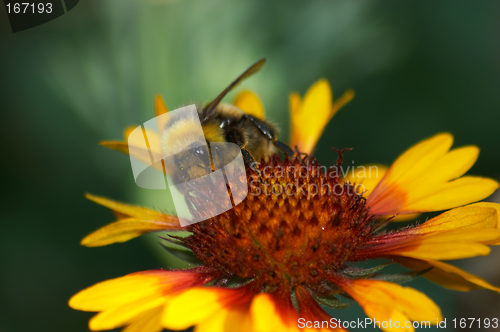 Image of Bumblebee by Gaillardia