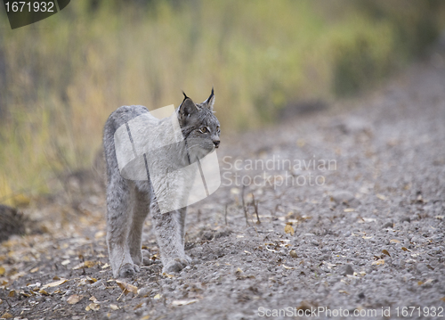 Image of Rocky Mountain Lynx