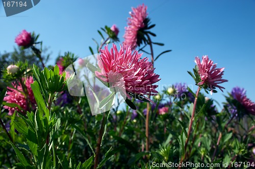 Image of Aster