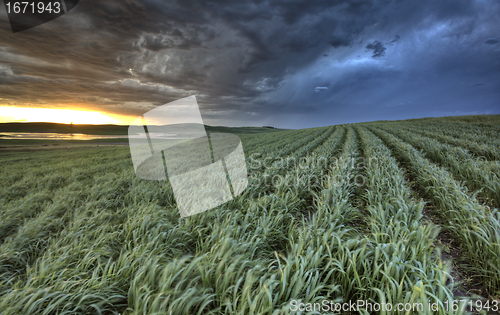 Image of Newly planted crop