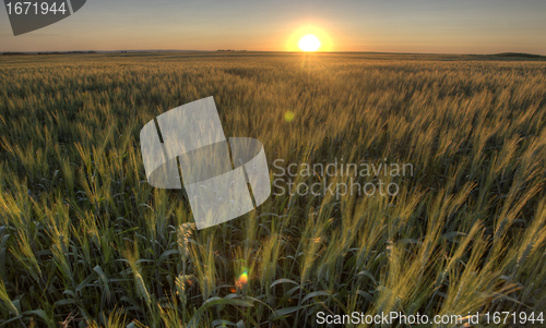 Image of Prairie Grass Crop Sunset