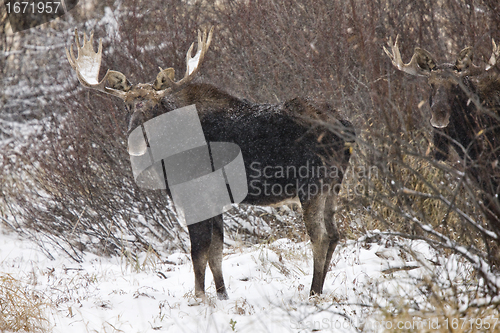Image of Bull Moose in Winter