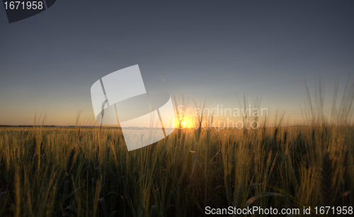 Image of Prairie Grass Crop Sunset