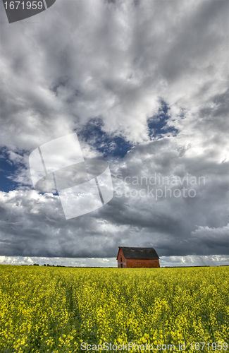 Image of Canola Crop Canada