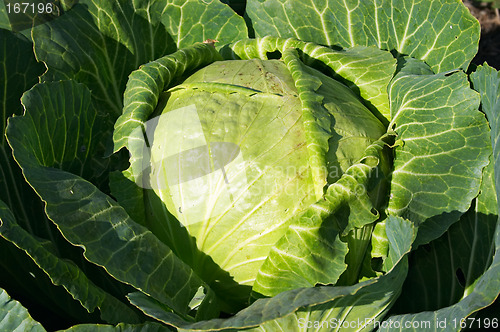 Image of Cabbage