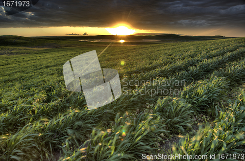 Image of Newly planted crop