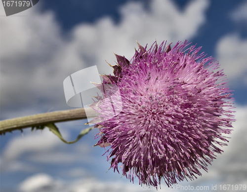 Image of russian thistle and Blue Sky