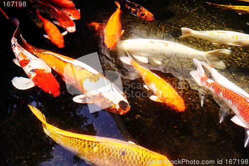 Image of Giant goldfish