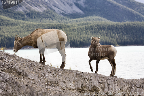 Image of Rocky Mountain Sheep