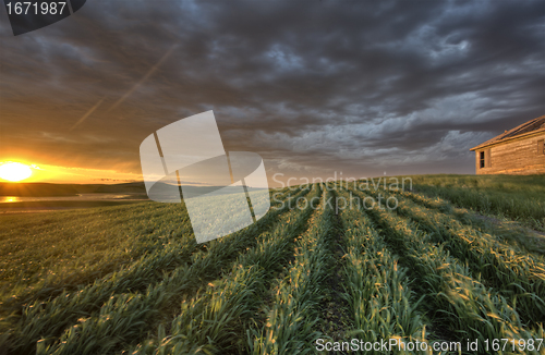 Image of Newly planted crop