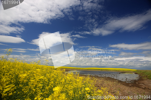 Image of Slough pond and crop