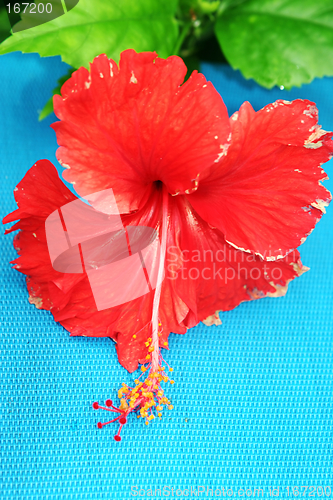 Image of Red flower