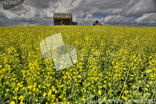 Image of Canola Crop Canada