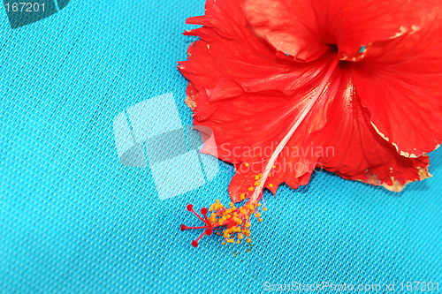 Image of Red flower