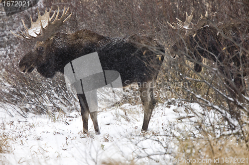 Image of Bull Moose in Winter