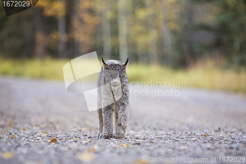 Image of Rocky Mountain Lynx