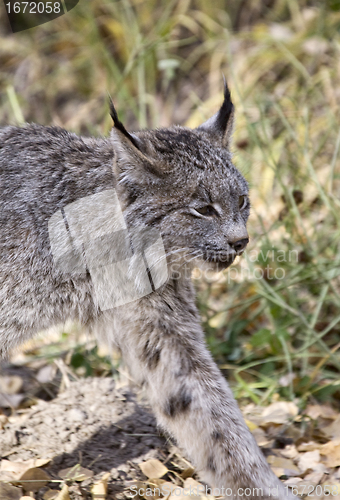 Image of Rocky Mountain Lynx