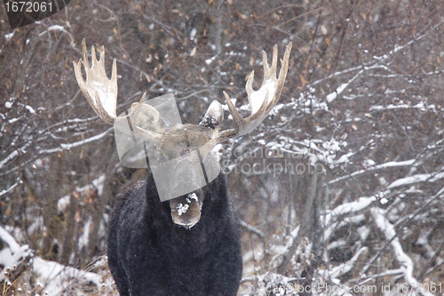 Image of Bull Moose in Winter