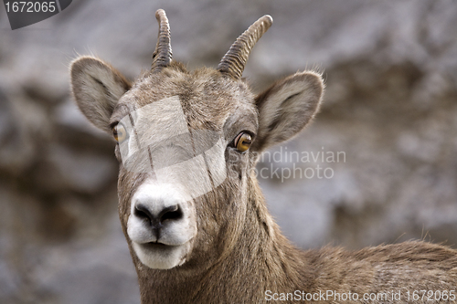 Image of Rocky Mountain Sheep