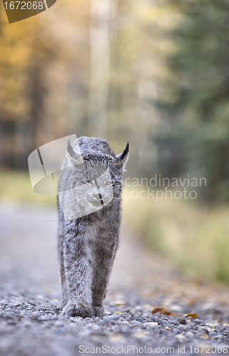 Image of Rocky Mountain Lynx