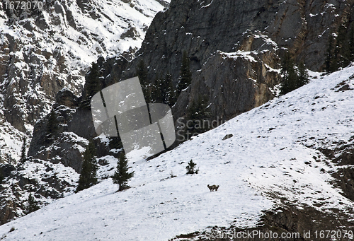 Image of Mountain Sheep