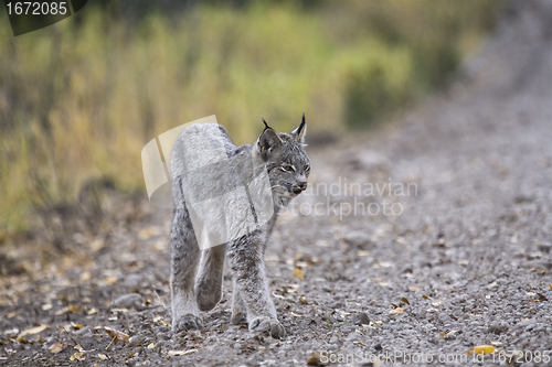 Image of Rocky Mountain Lynx