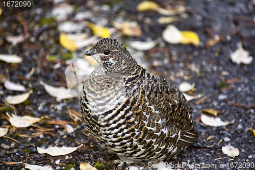 Image of Spruce Grouse