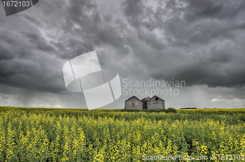 Image of Canola Crop Canada