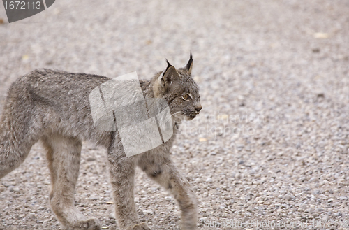 Image of Rocky Mountain Lynx