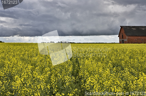 Image of Canola Crop Canada