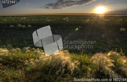 Image of Dry Weeds and Marshland Saskatchewan