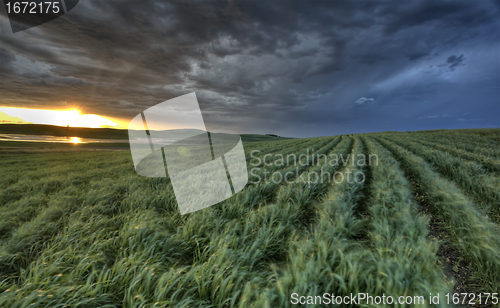 Image of Newly planted crop