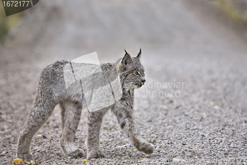 Image of Rocky Mountain Lynx