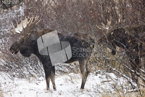 Image of Bull Moose in Winter