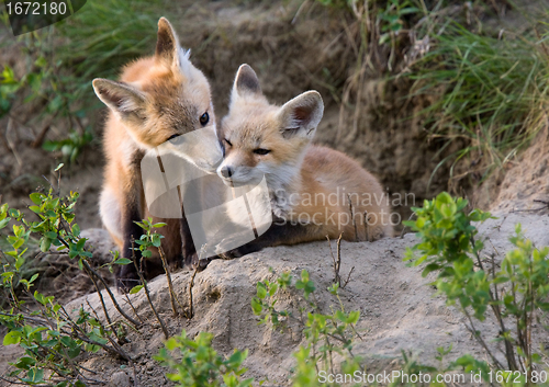 Image of Fox Kits Canada