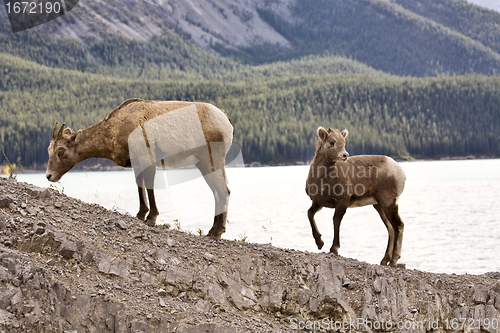 Image of Rocky Mountain Sheep