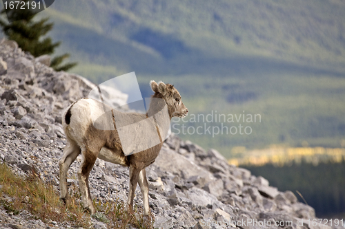 Image of Rocky Mountain Sheep