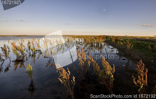 Image of Dry Weeds and Marshland Saskatchewan