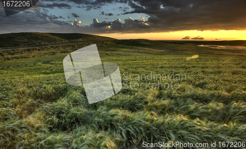 Image of Newly planted crop