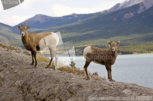 Image of Rocky Mountain Sheep