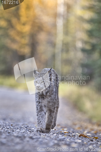 Image of Rocky Mountain Lynx