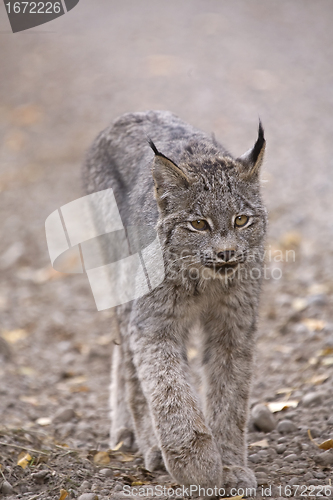 Image of Rocky Mountain Lynx