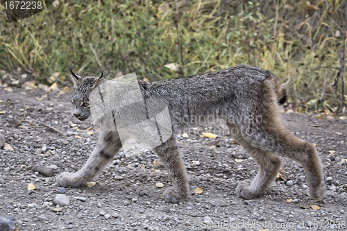 Image of Rocky Mountain Lynx