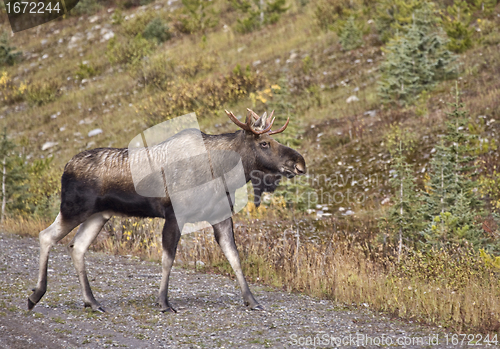 Image of Bull Moose Alberta