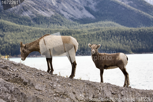 Image of Rocky Mountain Sheep