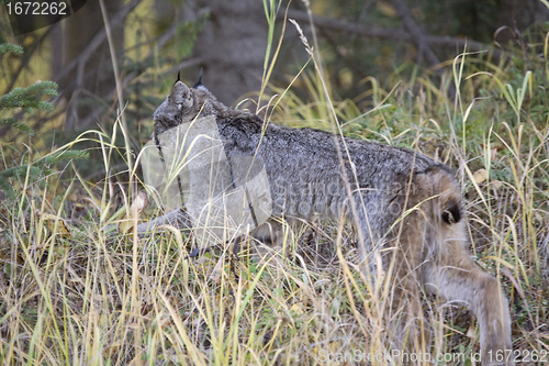 Image of Rocky Mountain Lynx