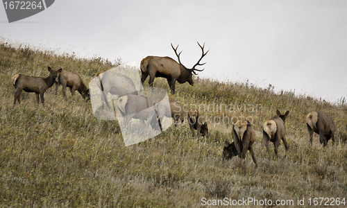 Image of Wild Elk in Alberta