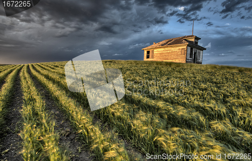 Image of Newly planted crop